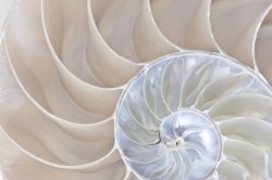 detailfoto schelp_55525345